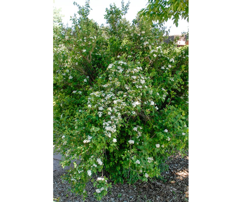 Van Houtte Spirea
